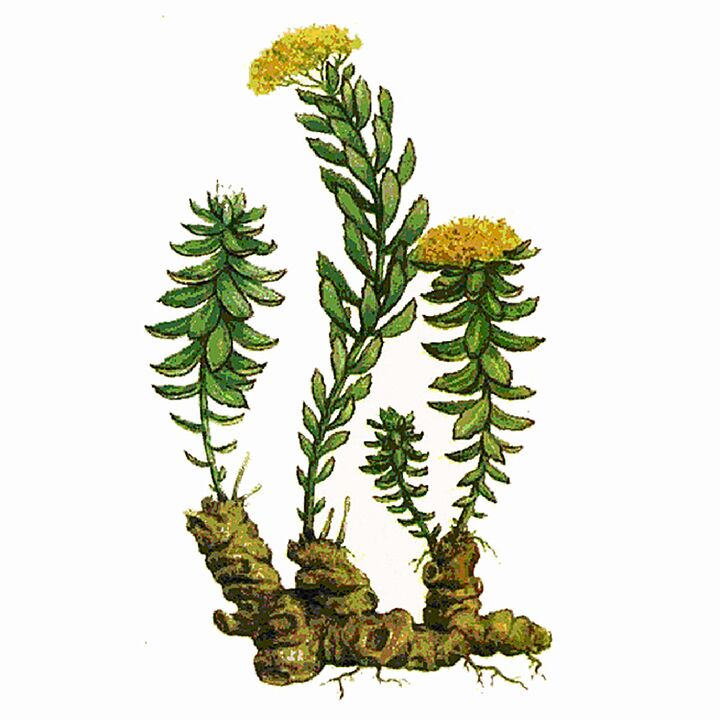 Rosela Rhodiola ištrauka kaip „Gigant Gel“ dalis